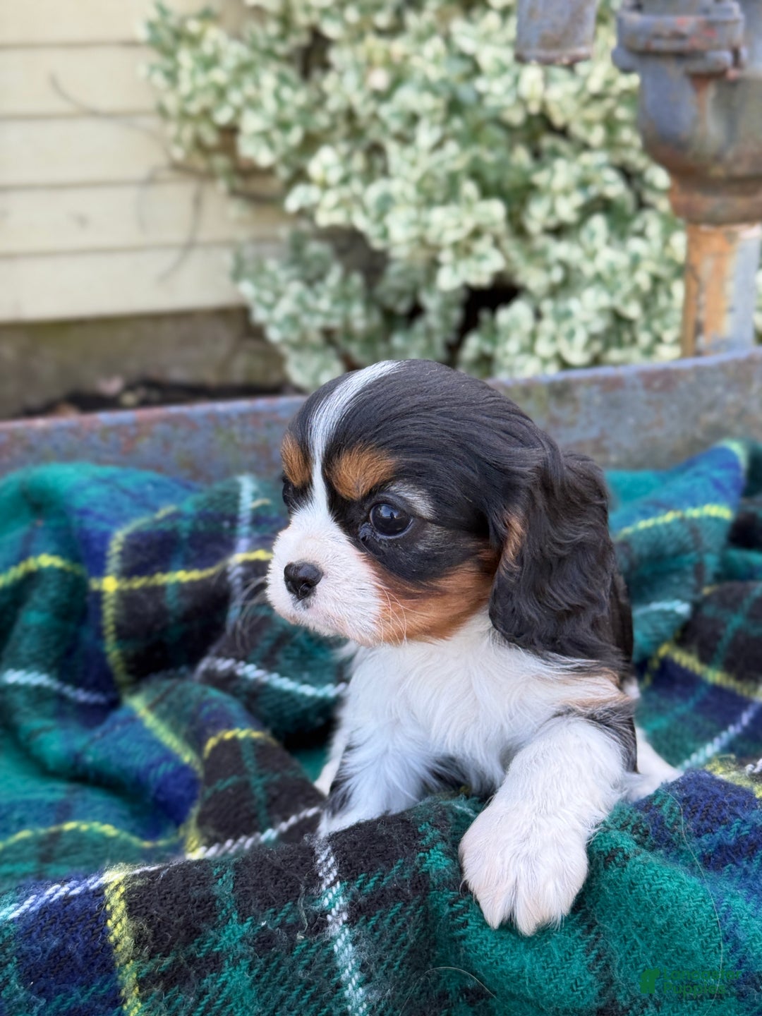 Cavalier King Charles Spaniel dogs for sale: Cutsie - Ad 8