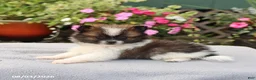 Pomeranian dogs for sale: Muffin - Ad 3