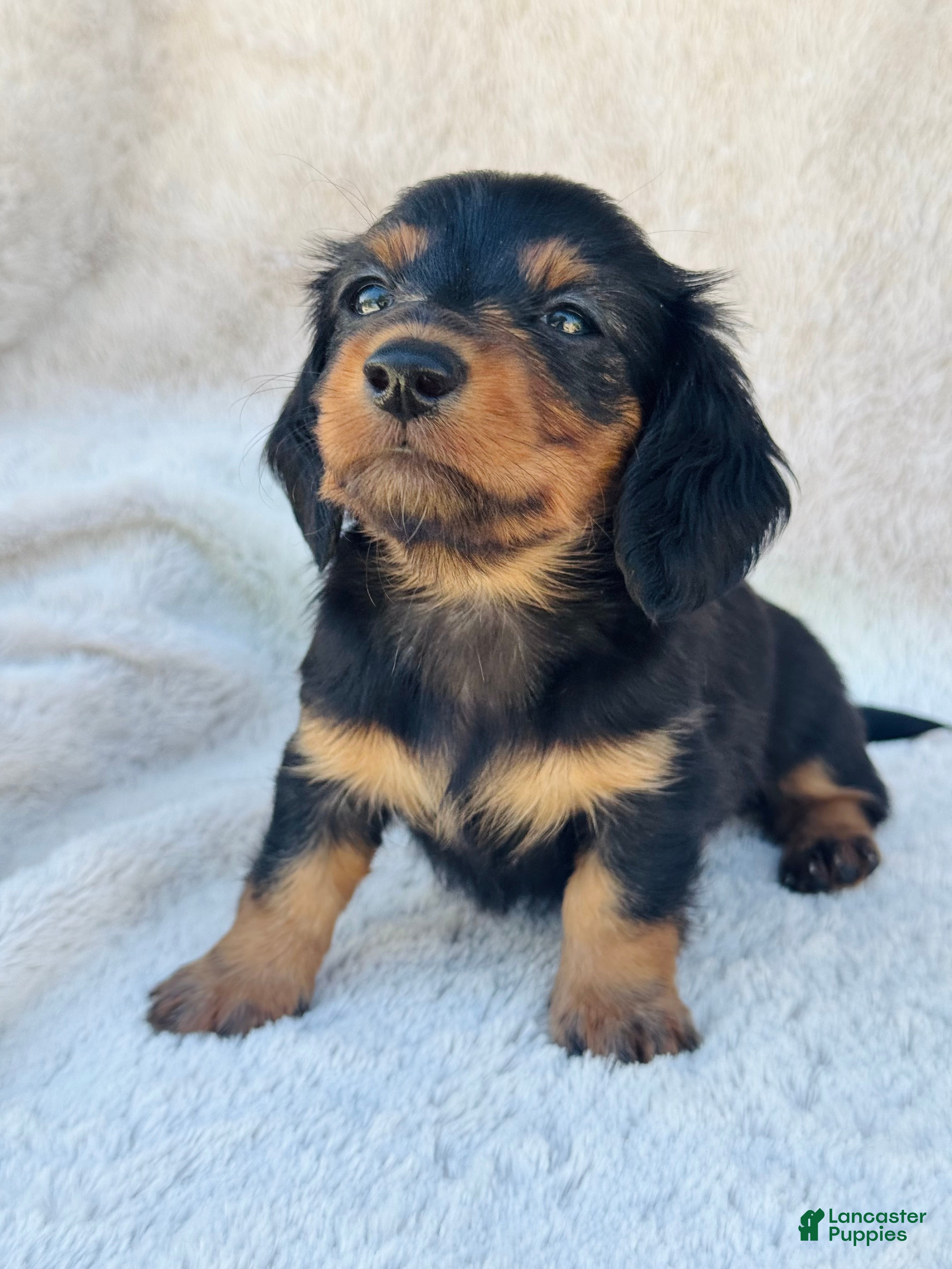 Miniature Dachshund dogs AKC Longhair Black & Tan Mini Dachshund Girl - Ad 11