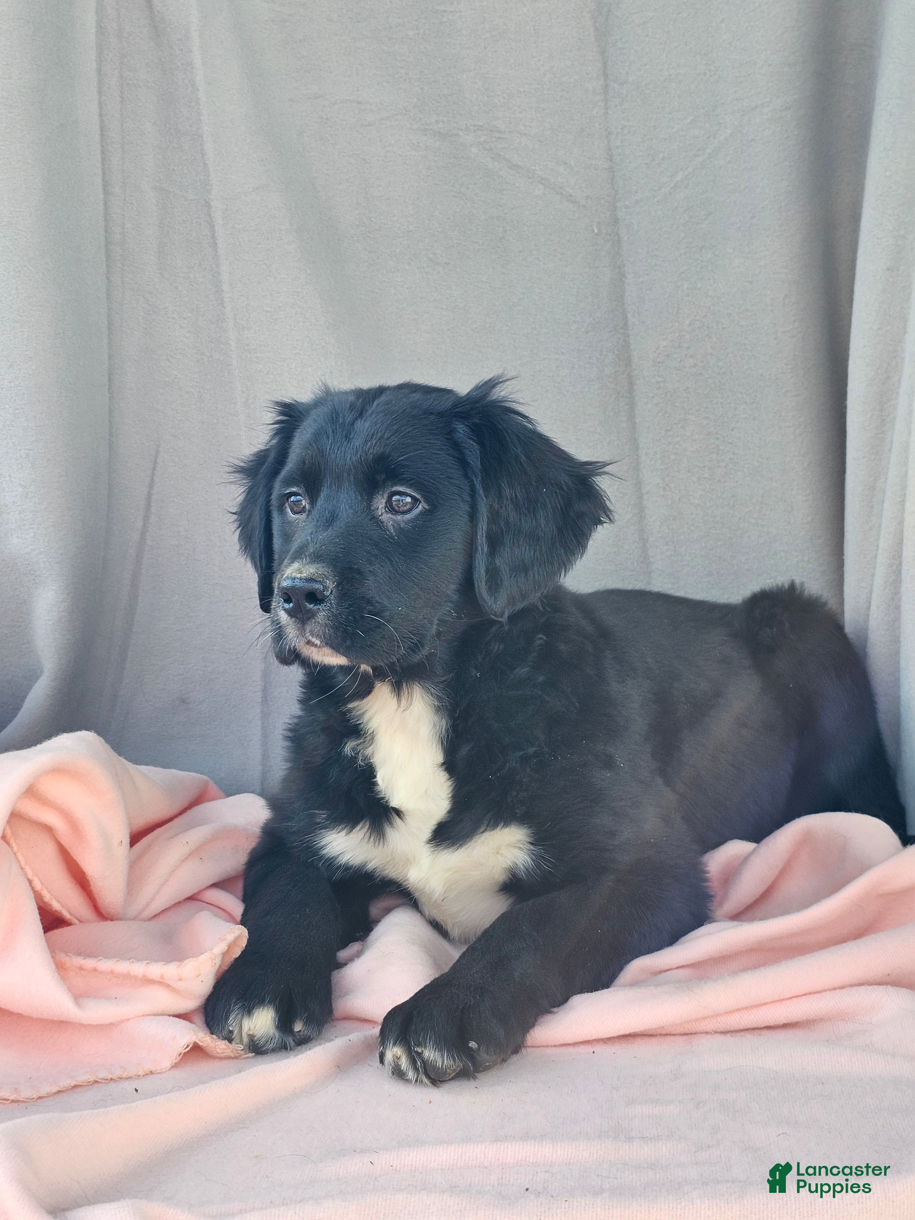 Mixed Breed dogs Tilly - Ad 2