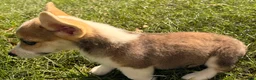 Welsh Corgi Pembroke dogs for sale: Tucker - Ad 17