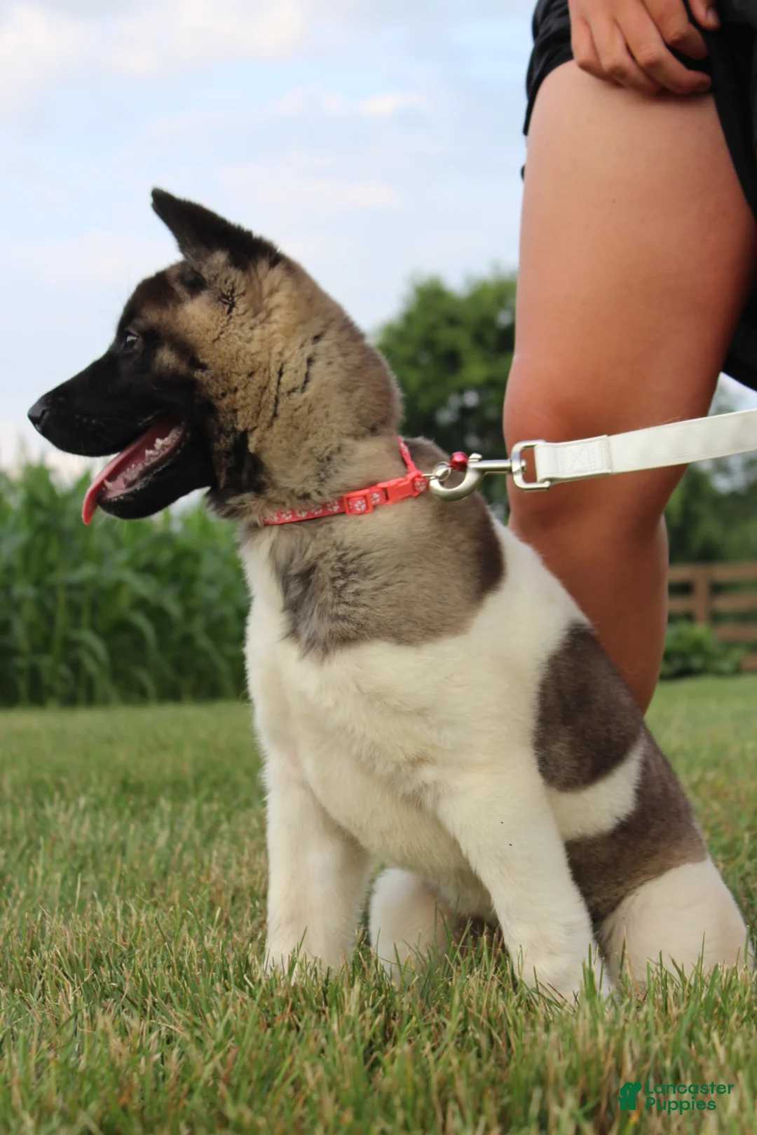 Akita dogs for sale: AKC Luna - Ad 1