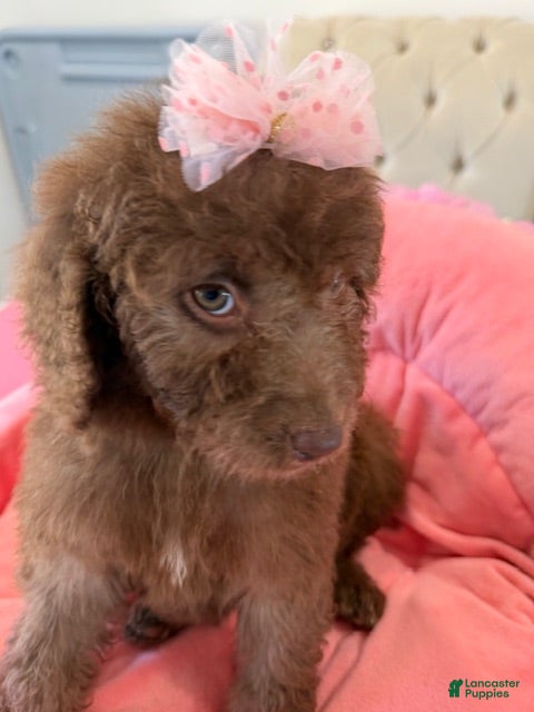 Sheepadoodle dogs Junie  - Ad 9