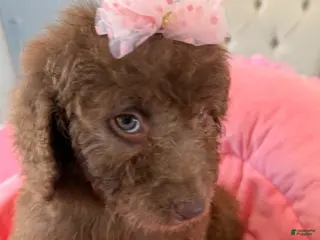 Sheepadoodle dogs Junie - Ad 9