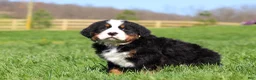 Bernese Mountain Dog dogs for sale: Jake - Ad 4