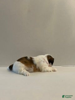 Shih Tzu dogs Shih Tzu 4 baby girl pink  - Ad 3
