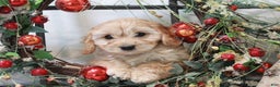 Cavachon dogs for sale: Snowball - Ad 8