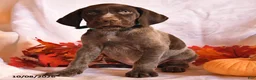 German Shorthaired Pointer dogs for sale: Cowboy - Ad 3