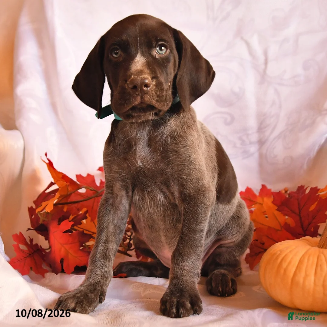 German Shorthaired Pointer dogs for sale: Cowboy - Ad 3
