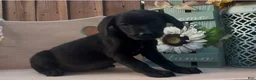 Mixed Breed dogs for sale: Mixed Breed 1 - Ad 2