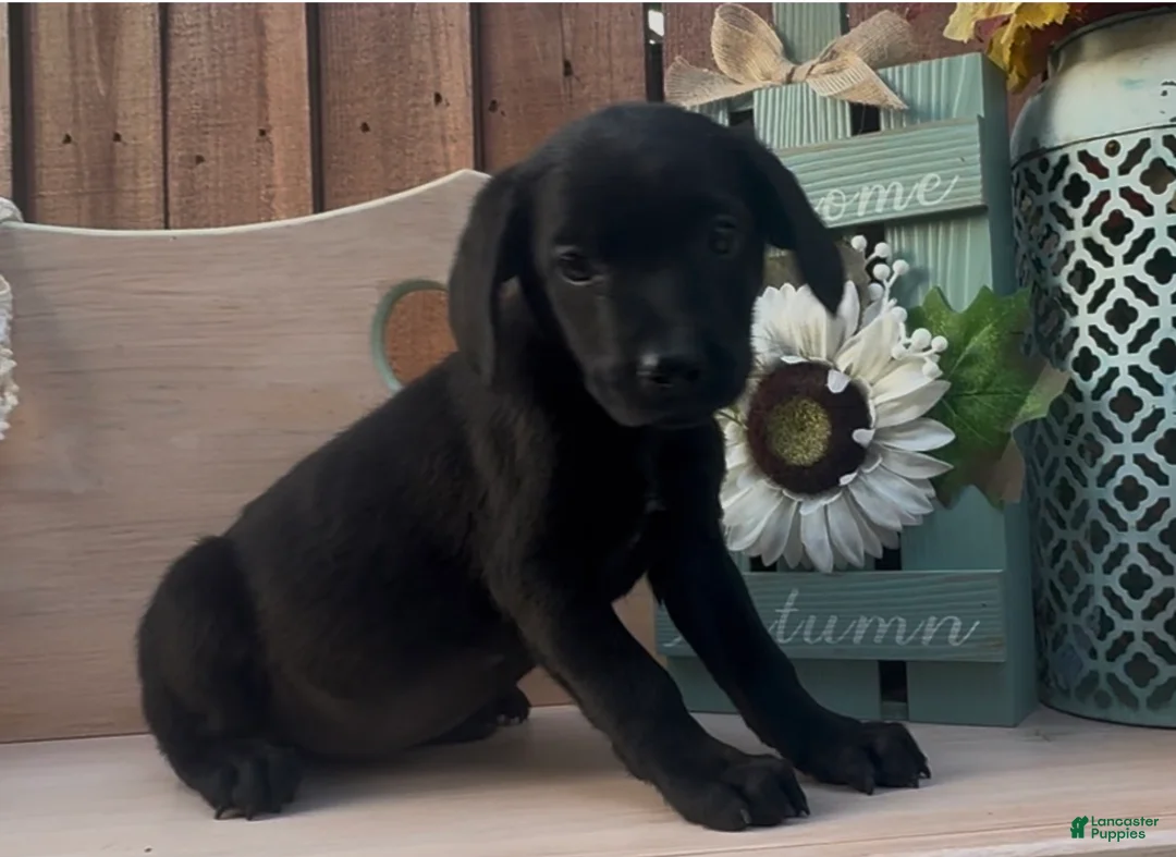 Mixed Breed dogs for sale: Mixed Breed 1 - Ad 2