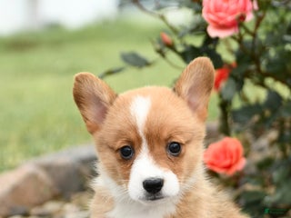 Welsh Corgi Pembroke dogs - Ad 34