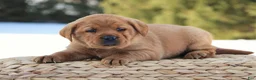 Labrador Retriever dogs for sale: Labrador Retriever Puppy 3 - Ad 5