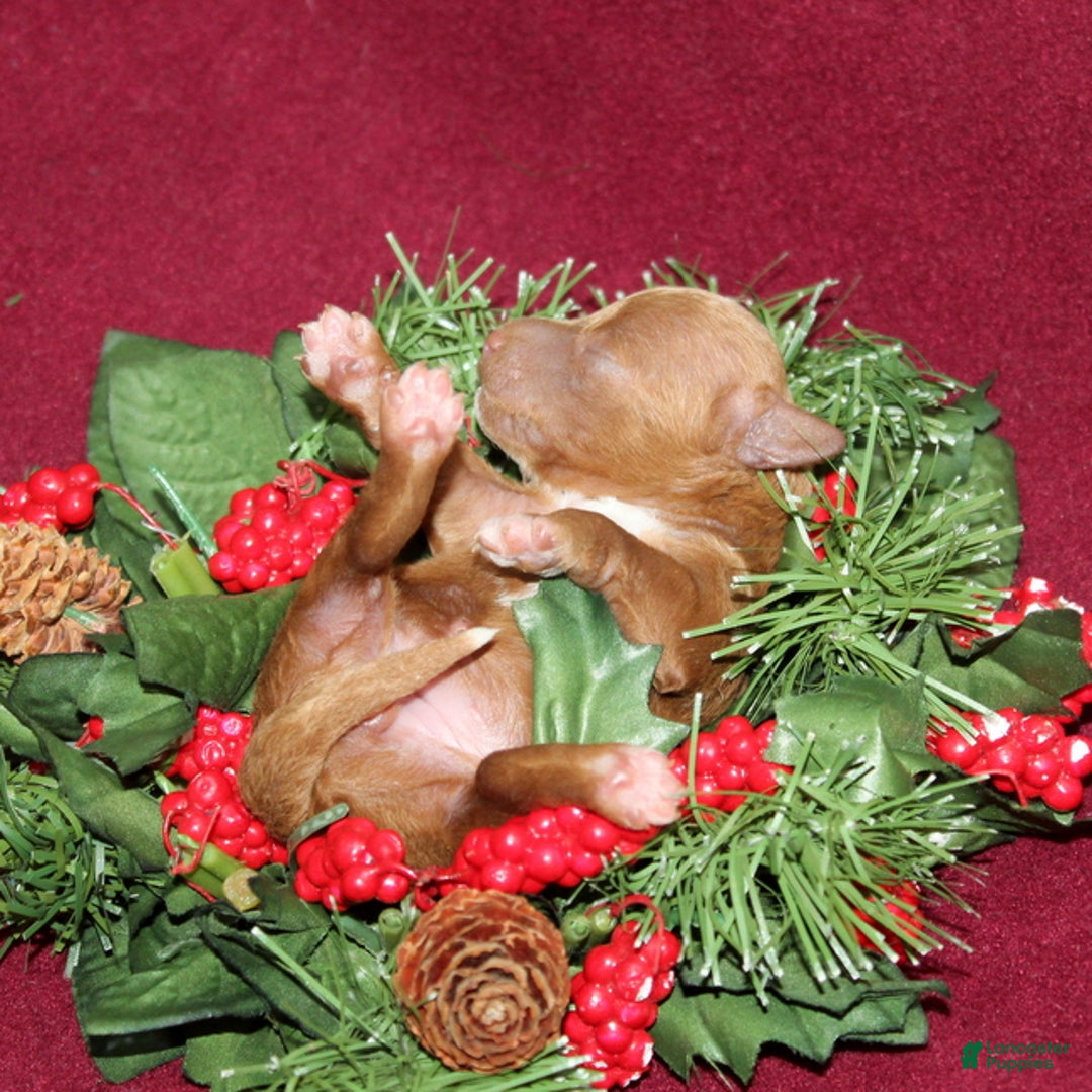 Miniature Poodle dogs for sale: Xella - Ad 4