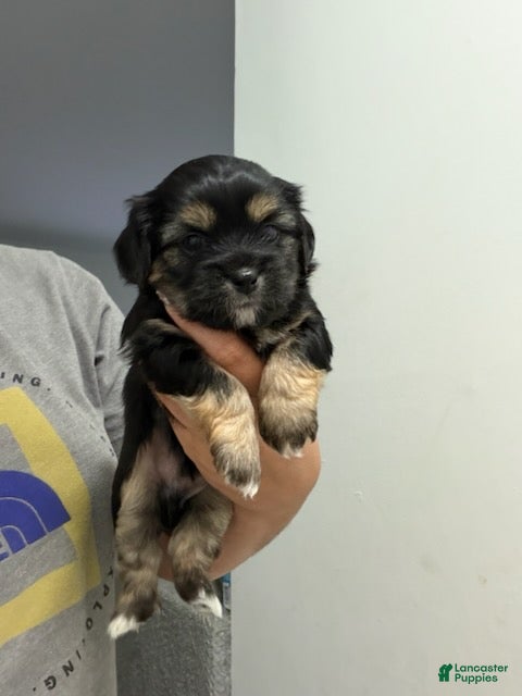 Shorkie dogs Boy 1  - Ad 16
