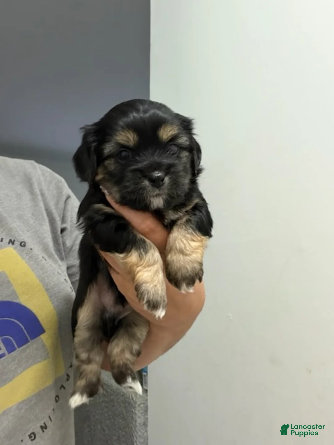 Shorkie dogs for sale: Boy 1  - Ad 1