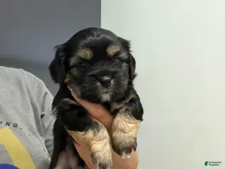 Shorkie dogs Boy 1 - Ad 16