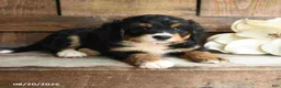Mini Bernedoodle dogs for sale: Ranger - Ad 4