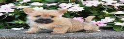 Cairn Terrier dogs for sale: Arlo - Ad 3