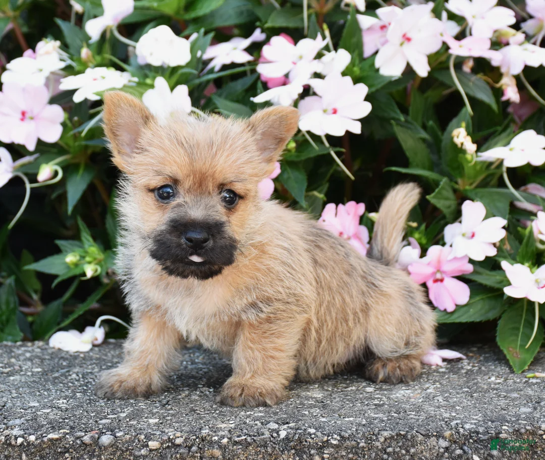 Cairn Terrier dogs for sale: Arlo - Ad 3