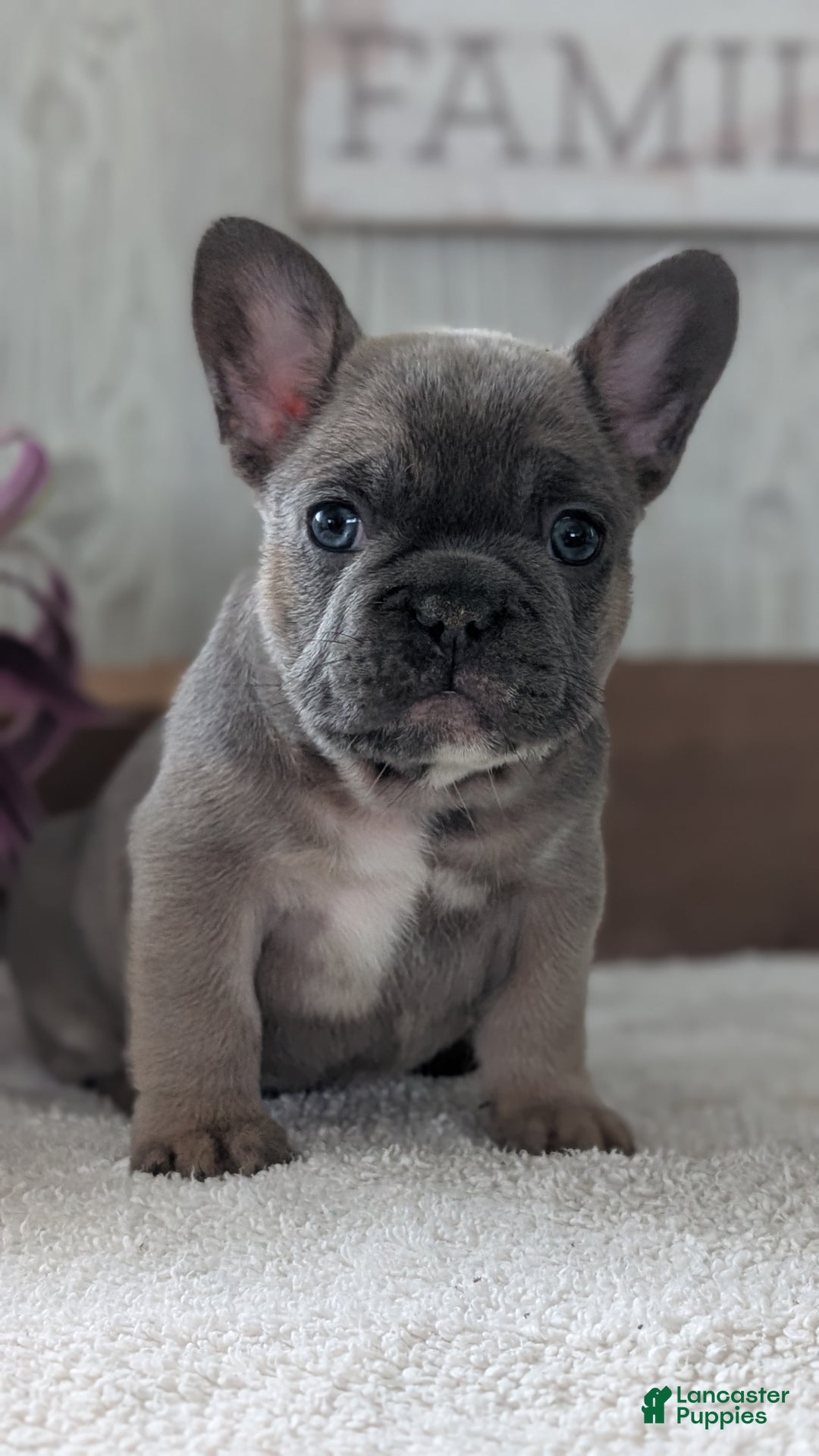 French Bulldog dogs for sale: Namor - Ad 2