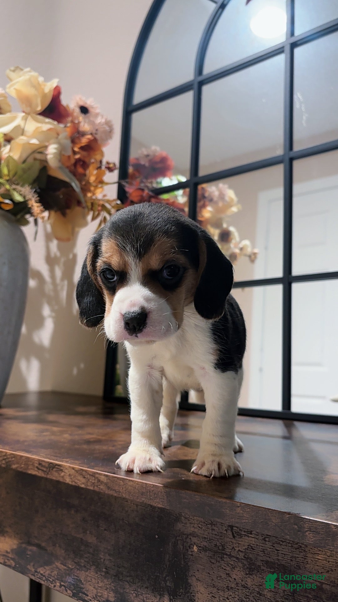 Beagle dogs for sale: Beagle Puppy 7 - Ad 1