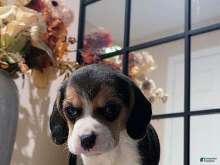 Beagle dogs Beagle Puppy 7 - Ad 4