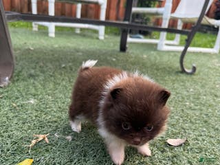 Pomeranian dogs Pomeranian Puppy 1 - Ad 10