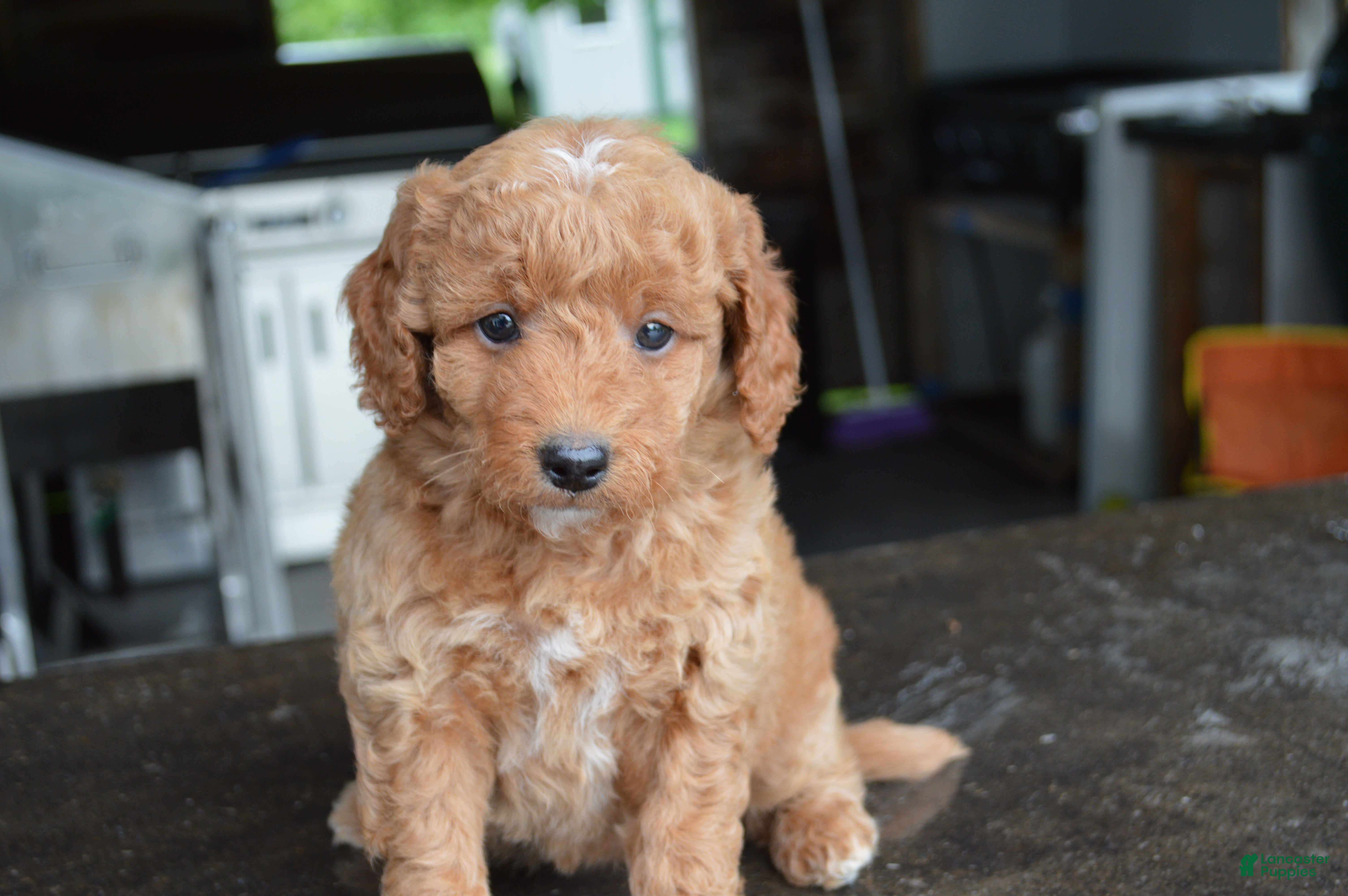 Mini Goldendoodle dogs Mimi - Ad 1