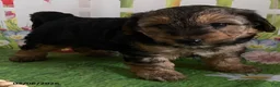 Yorkiepoo dogs for sale: Chase - Ad 9