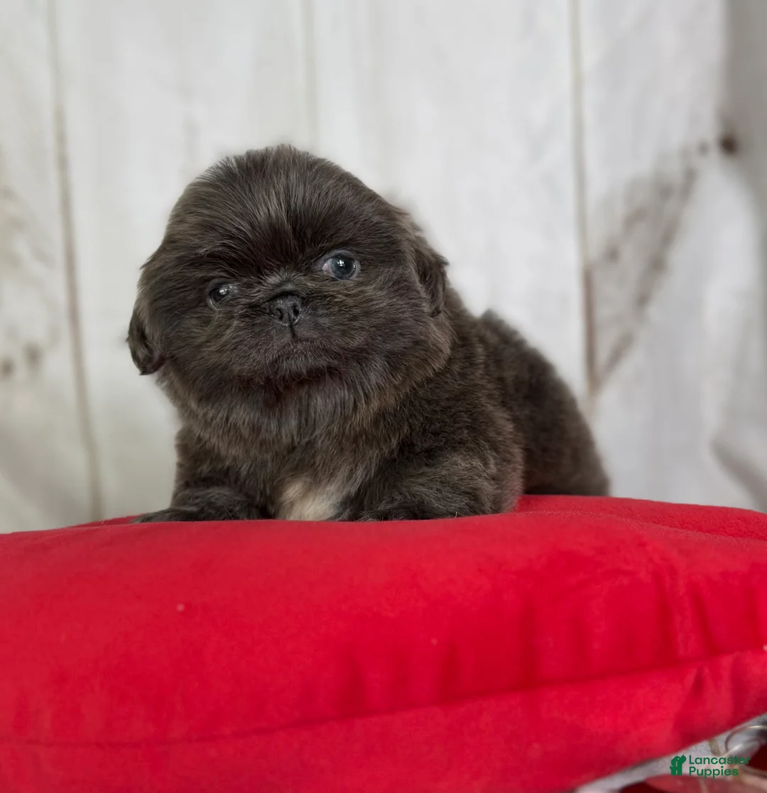 Pekingese dogs for sale: Akc DNA OFA Blue boots  - Ad 1