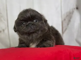 Pekingese dogs Akc DNA OFA Blue boots - Ad 5