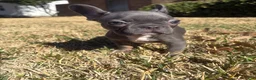 French Bulldog dogs for sale: French Bulldog 1 - Ad 3