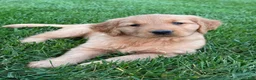 Golden Retriever dogs for sale: Remi - Ad 4