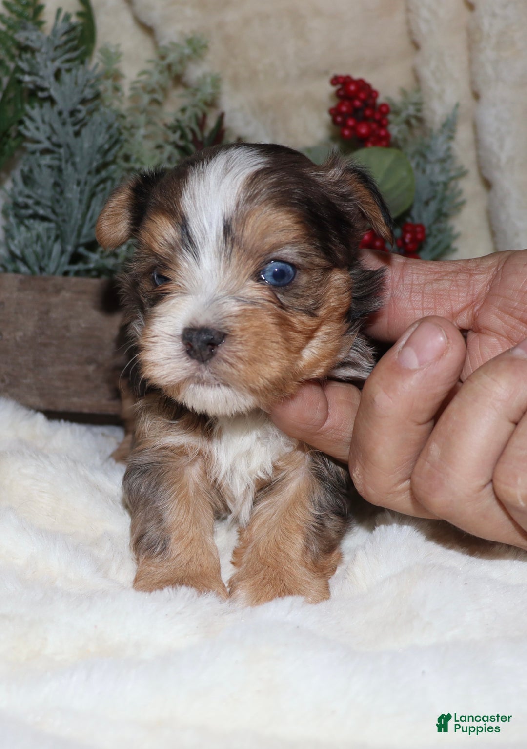 Yorkshire Terrier dogs for sale: Eli - blue merle - Ad 5