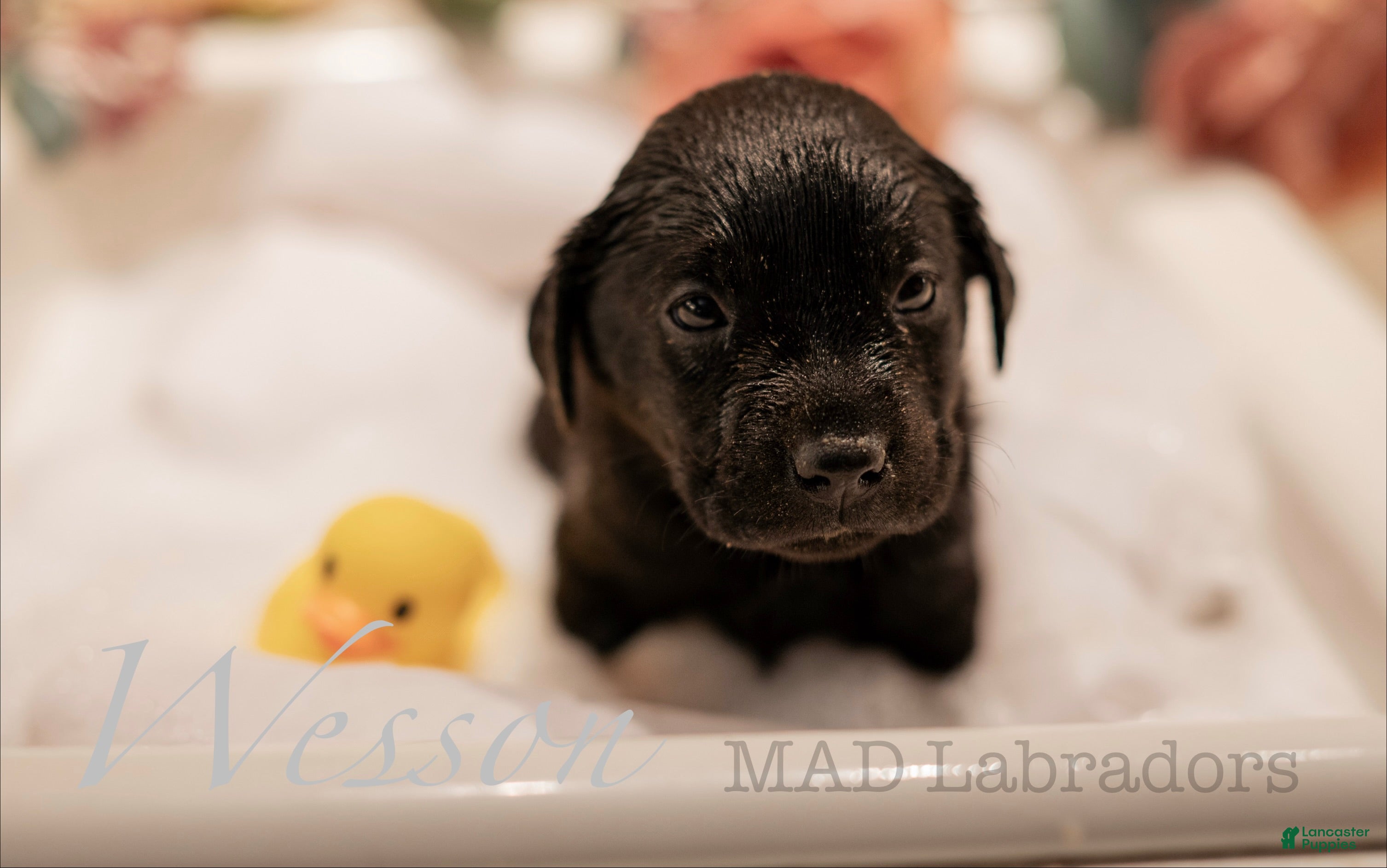 Labrador Retriever dogs Wesson - Ad 41