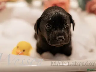 Labrador Retriever dogs Wesson - Ad 9