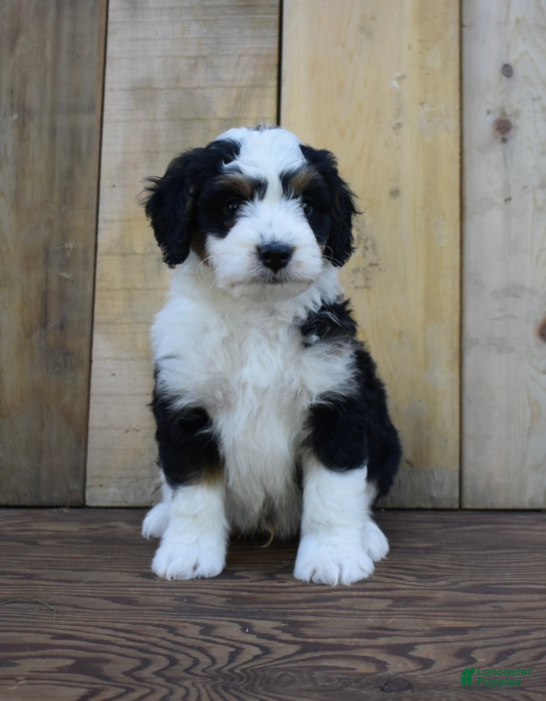 Mini Bernedoodle dogs for sale: Tanner - Ad 4