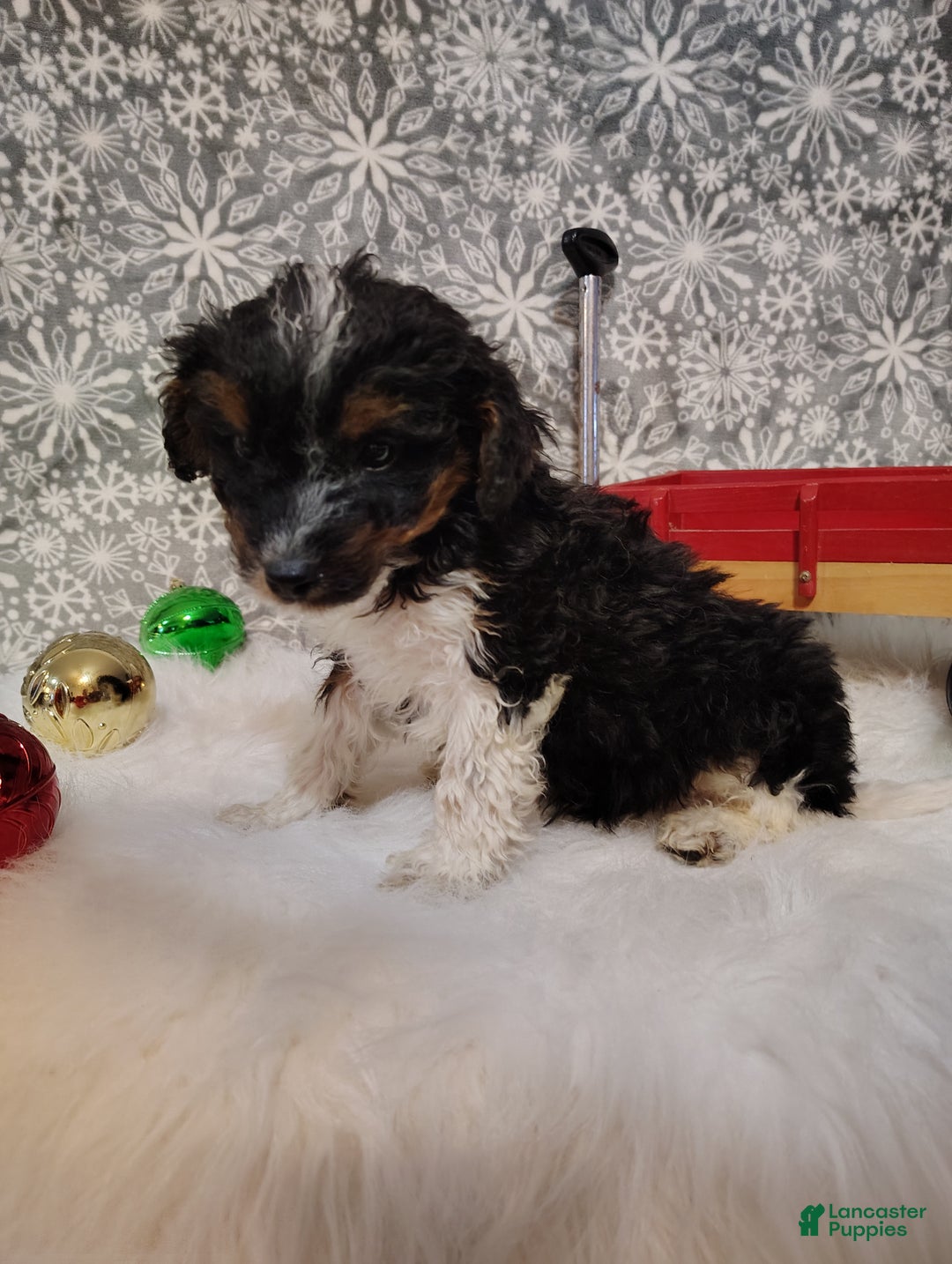 Mini Bernedoodle dogs for sale: Tiny Tim - Ad 2