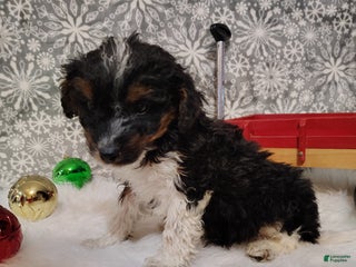 Mini Bernedoodle dogs Tiny Tim - Ad 20