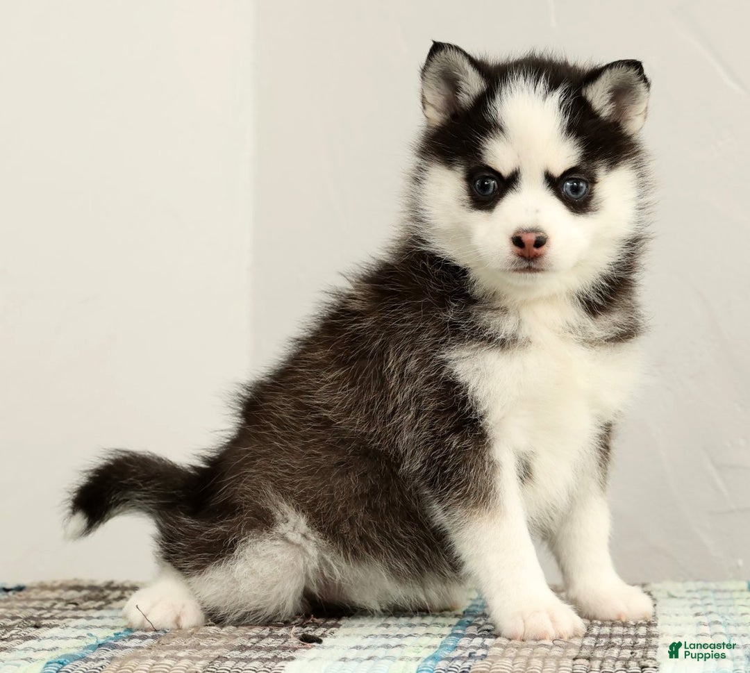Pomsky dogs for sale: Tara - Ad 1