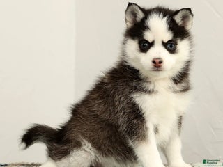 Pomsky dogs Tara - Ad 3