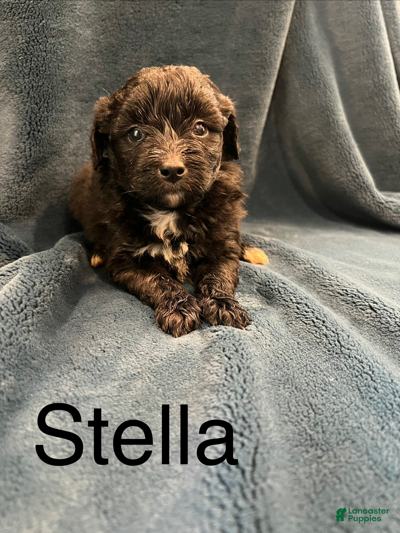 Mixed Breed dogs Stella - Ad 19