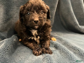 Mixed Breed dogs Stella - Ad 3