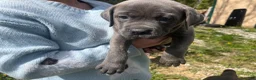 Cane Corso dogs for sale: Cane Corso Puppy 5 - Ad 5