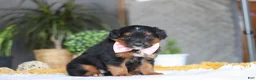 Mixed Breed dogs for sale: Sunset - Ad 1