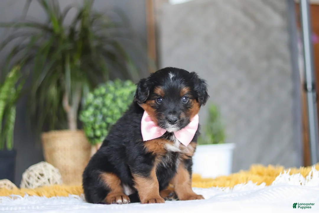 Mixed Breed dogs for sale: Sunset - Ad 1