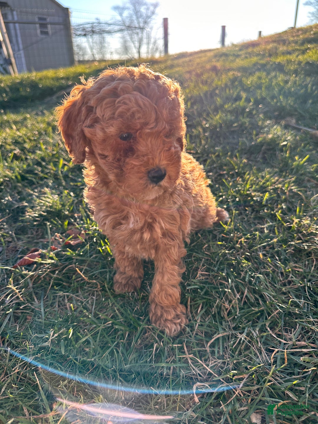 Toy Poodle dogs for sale: Coco- AKC POTTY TRAINED - Ad 10