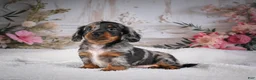 Miniature Dachshund dogs for sale: Leo - Ad 3