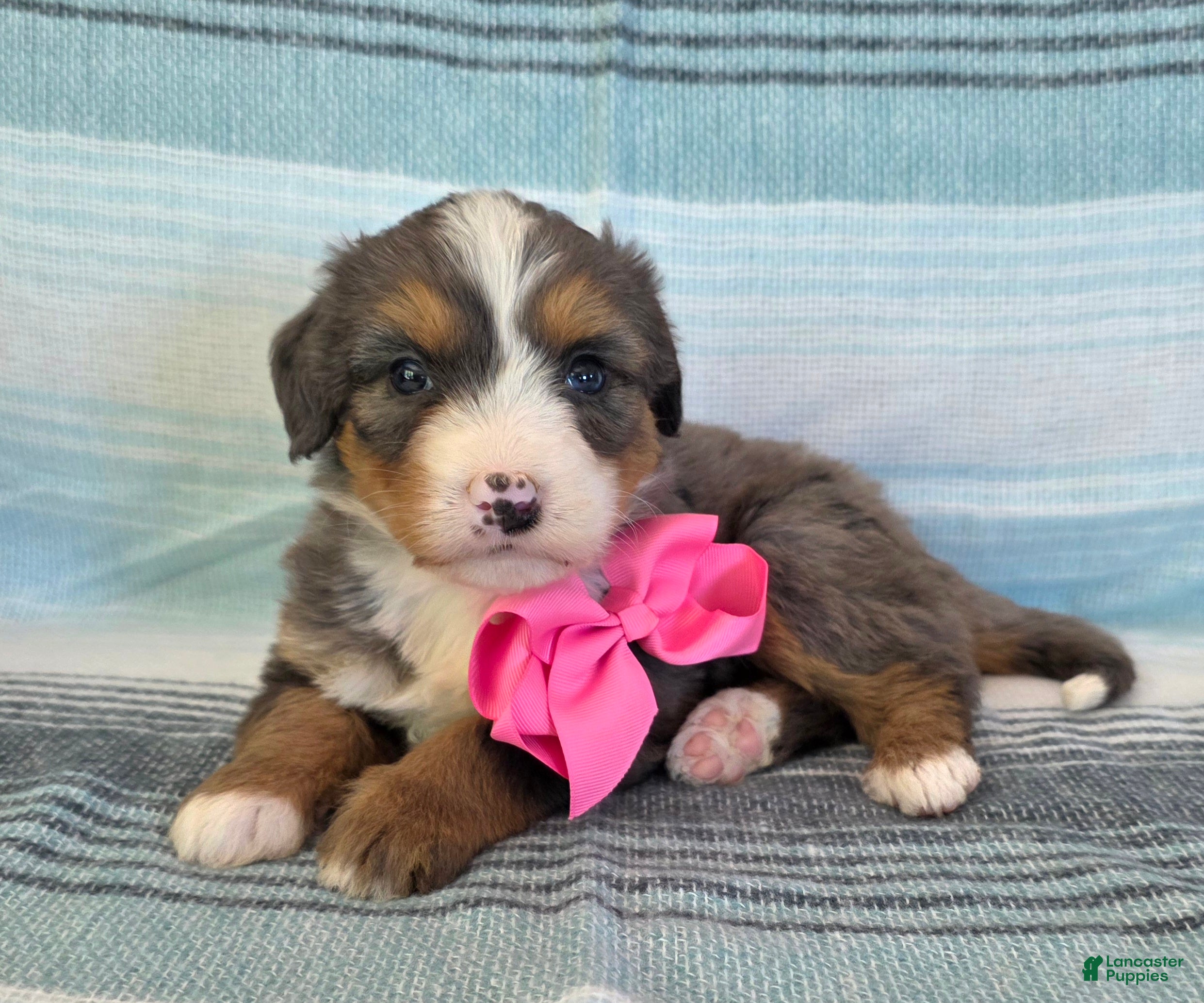 Bernedoodle dogs Pixie - Ad 21